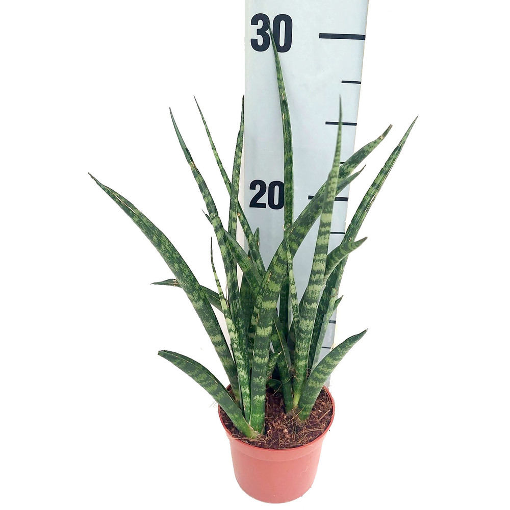 Sansevieria cylindrica fernwood