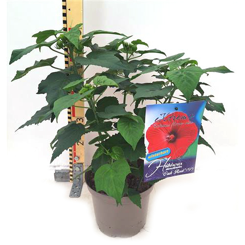 Hibiscus moscheutos extreme oak red