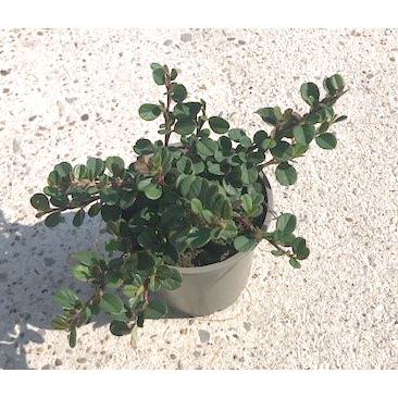 Cotoneaster micro frieders evergreen