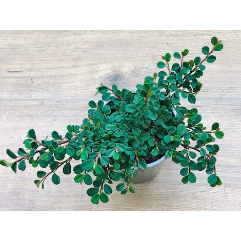 cotoneaster micro streibs findling