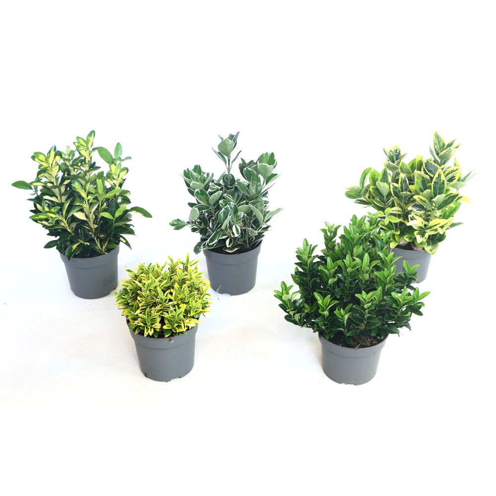 euonymus