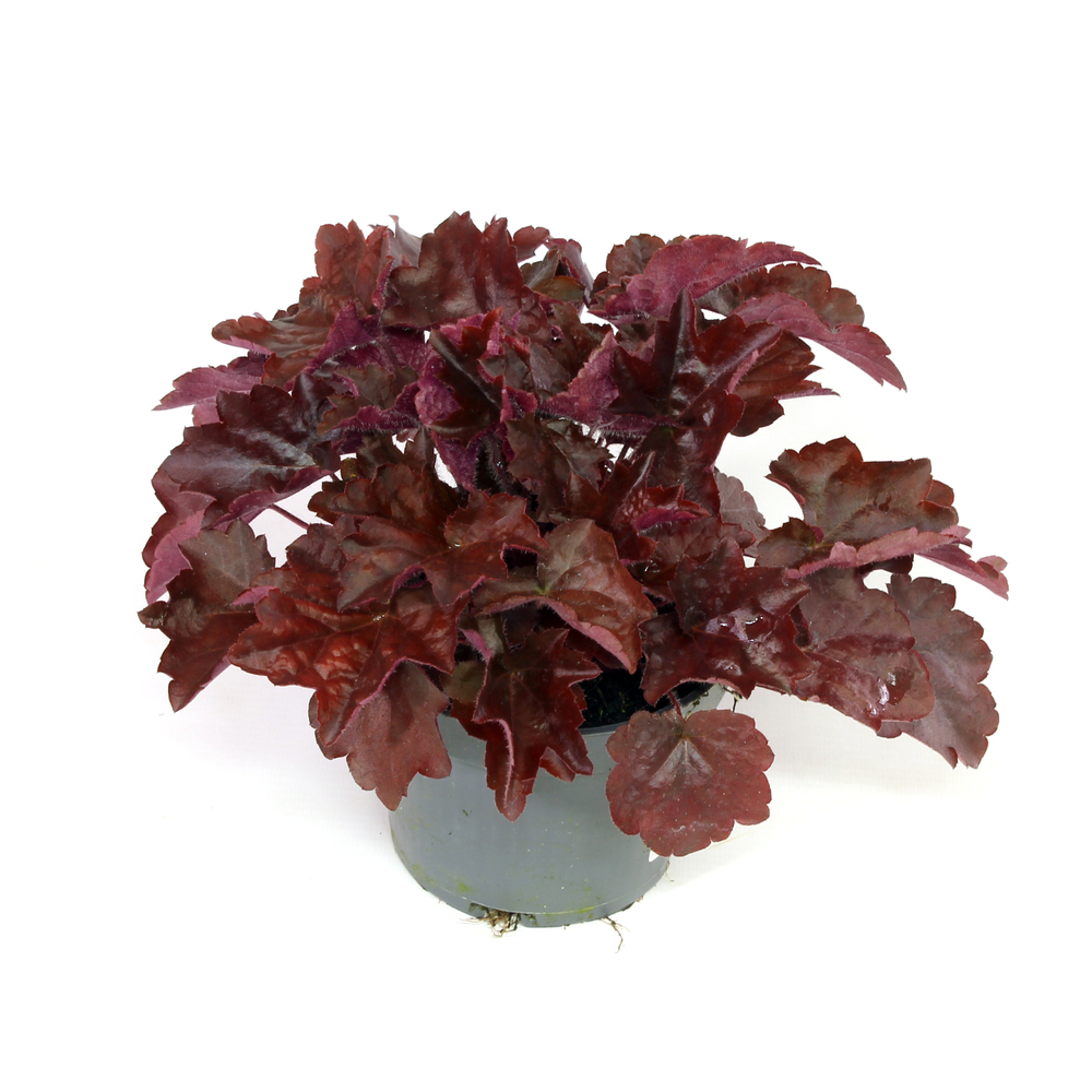 Heuchera micrantha