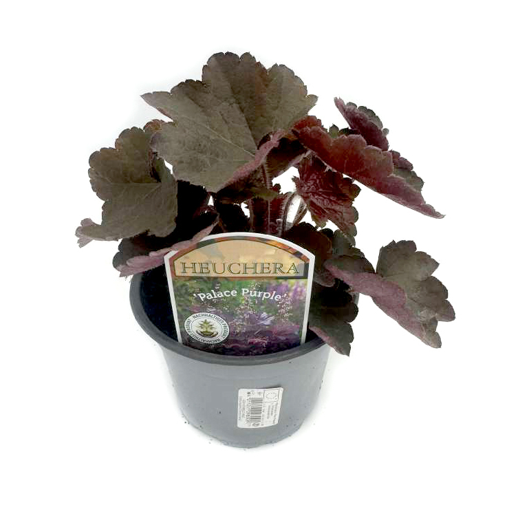 heuchera