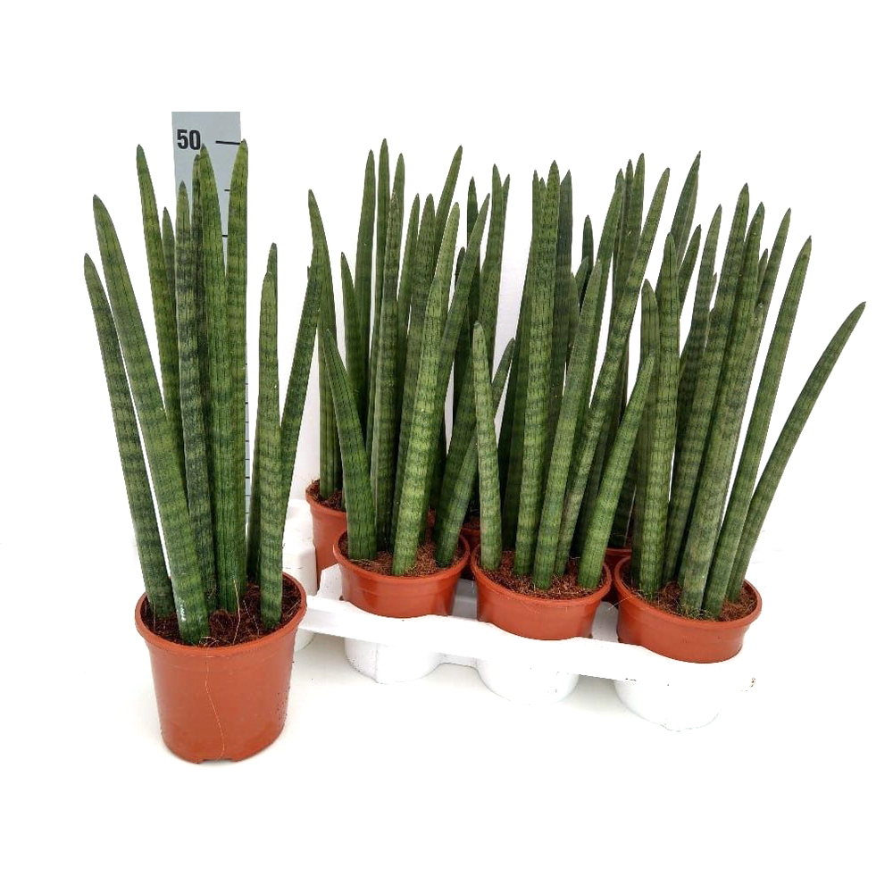 Sansevieria cylindrica wave