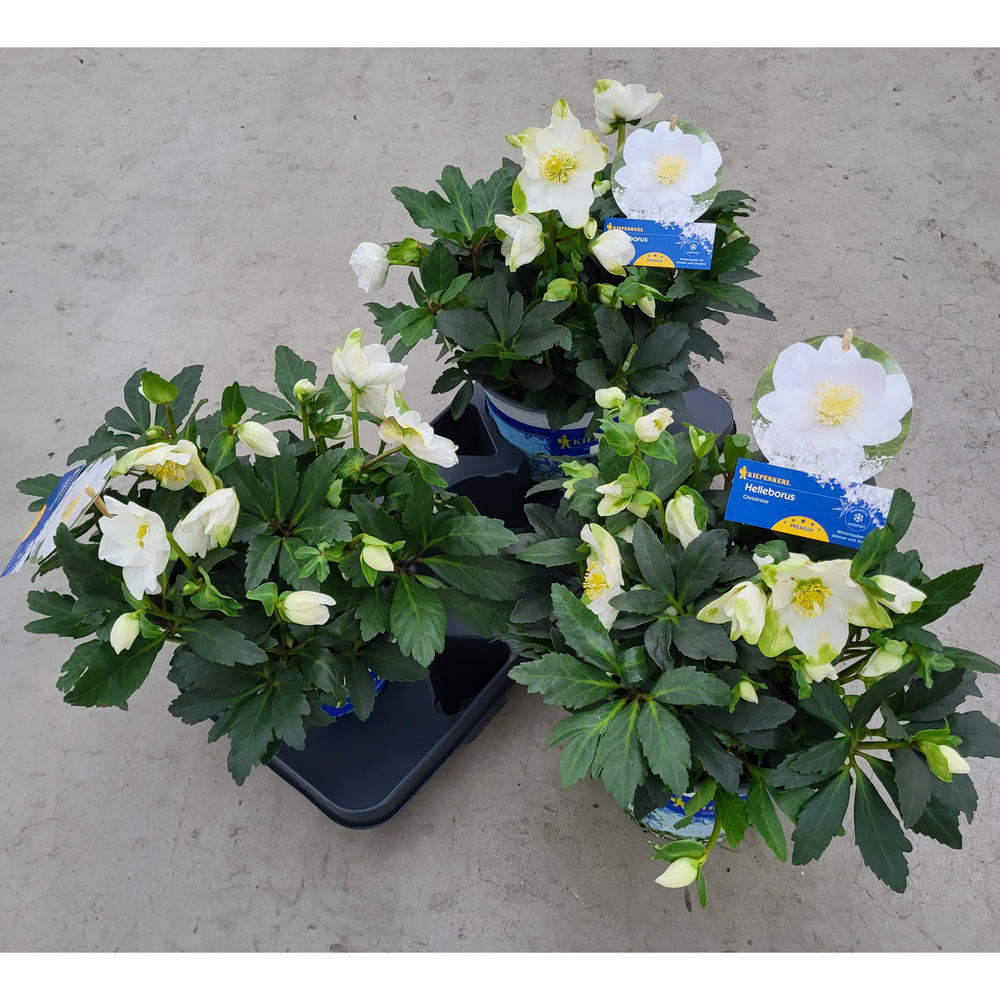 Helleborus niger hgc jasper