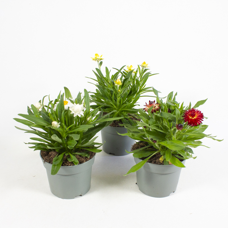 Bracteantha bracteatum