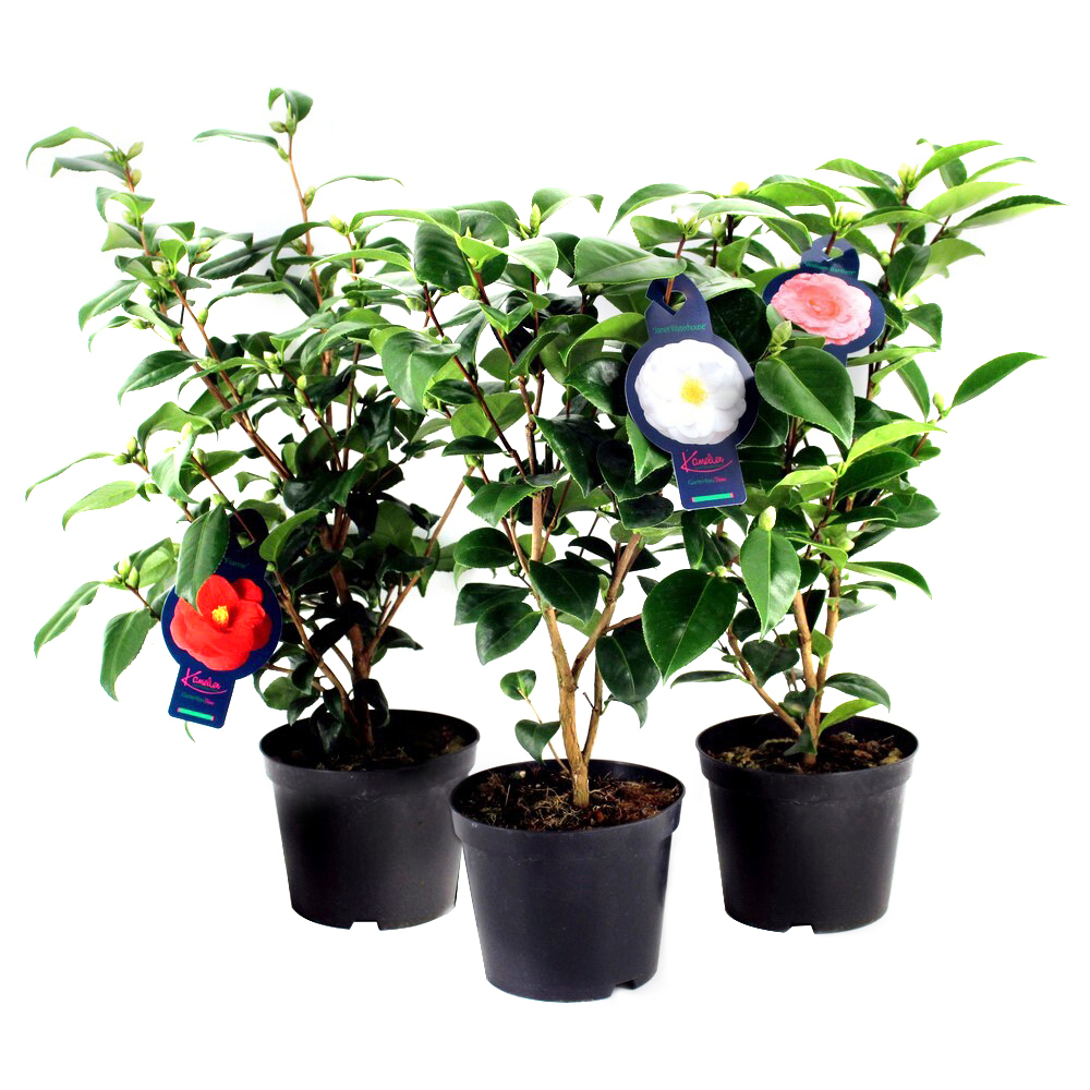 camellia japonica