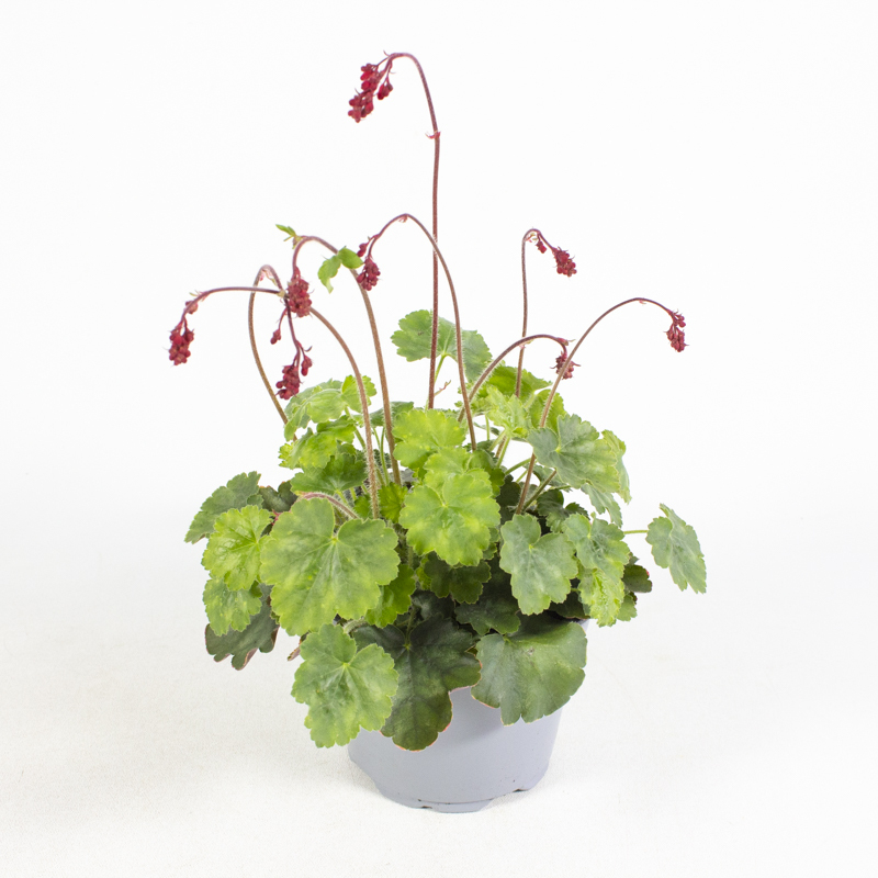 Heuchera sanguinea ruby bells