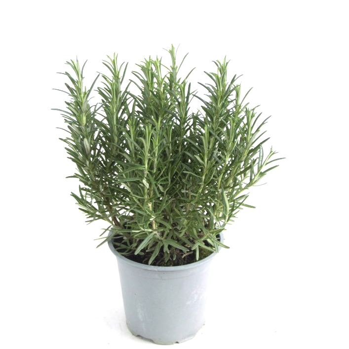 Rosmarinus officinalis