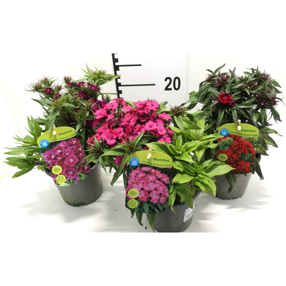 Dianthus barbarthus barbarini