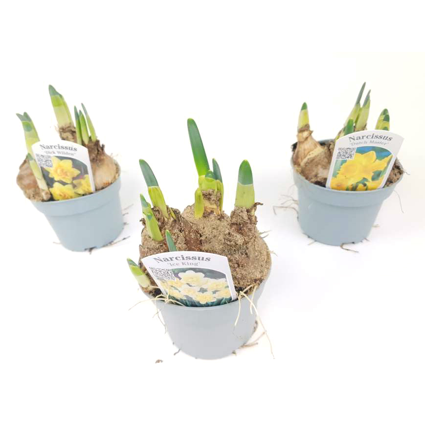 Narcissus dutch master