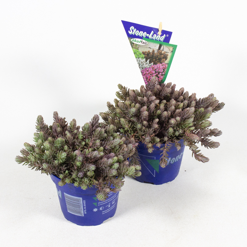Sedum reflexum