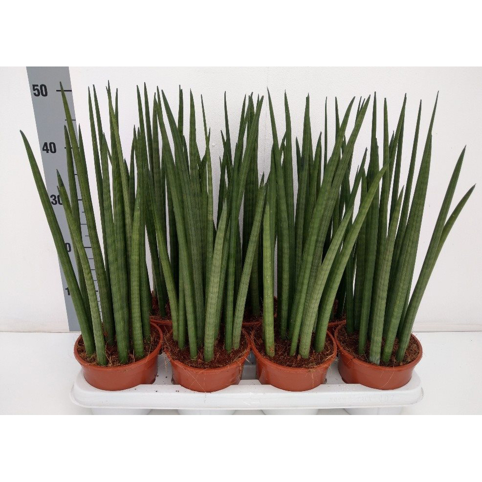 sansevieria cylindrica nina