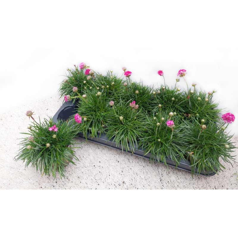 Armeria maritima abbey deep rose