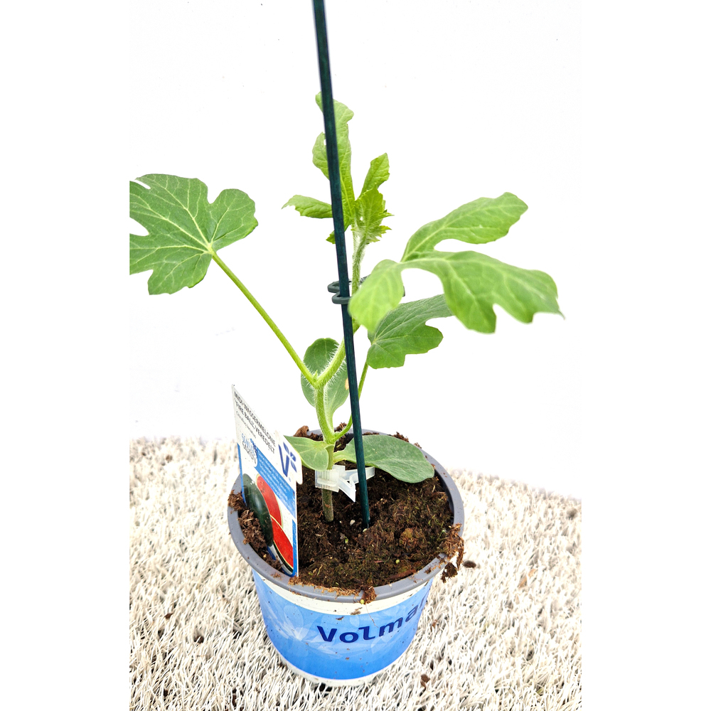 Citrullus lanatus fire ball