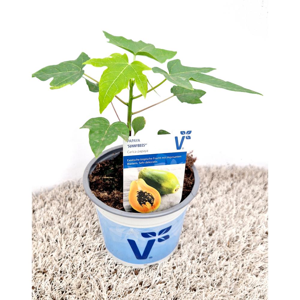 Carica papaya sunnybees