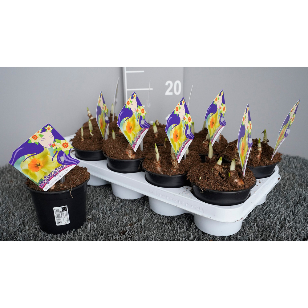 Narcissus bright day