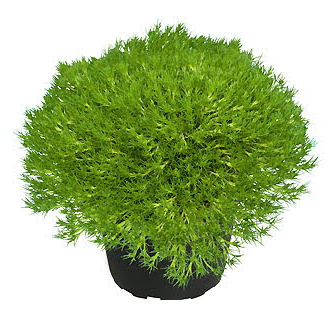 Sagina subulata