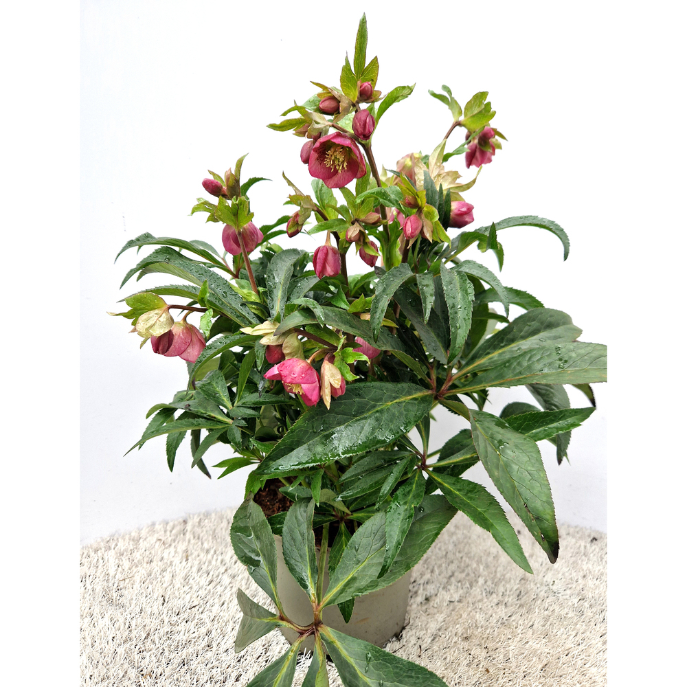 Helleborus hybridus dacaya