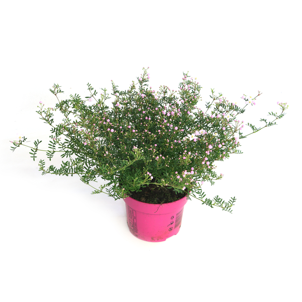 Boronia anemonifolia