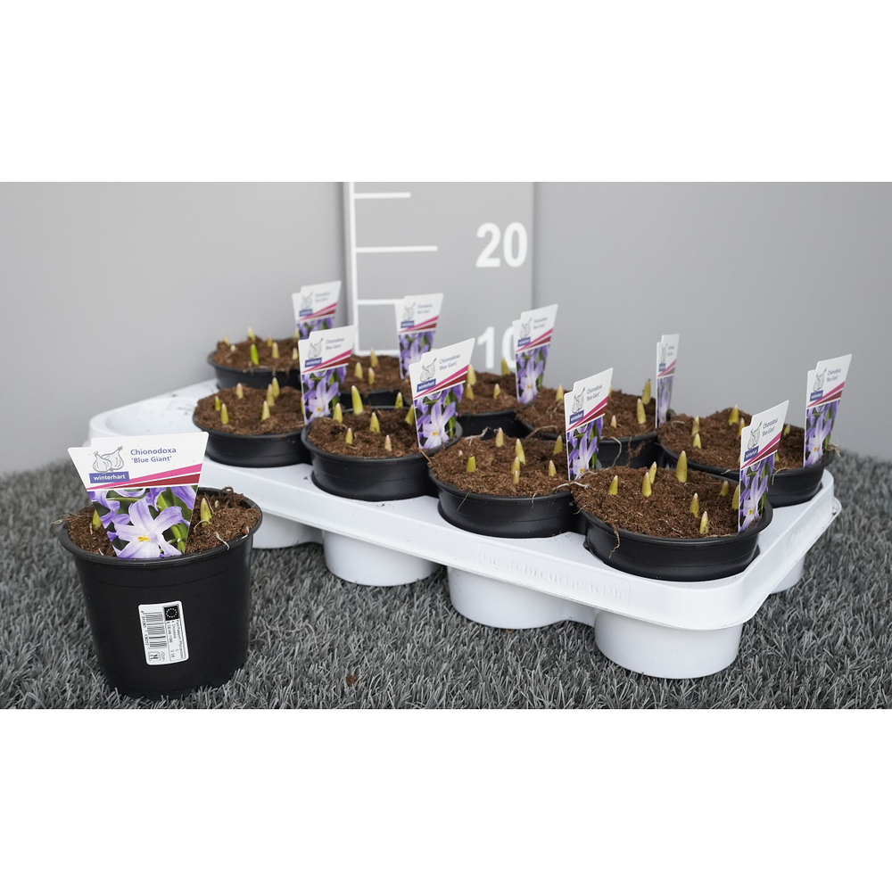 Chinodoxa blue giant