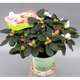 Rhod. simsii miss azalea twin