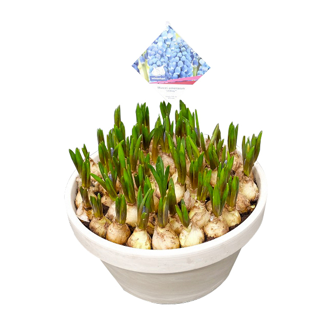Muscari armeniacum lindsay