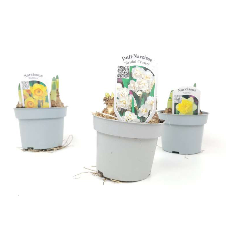 Narcissus bridal crown