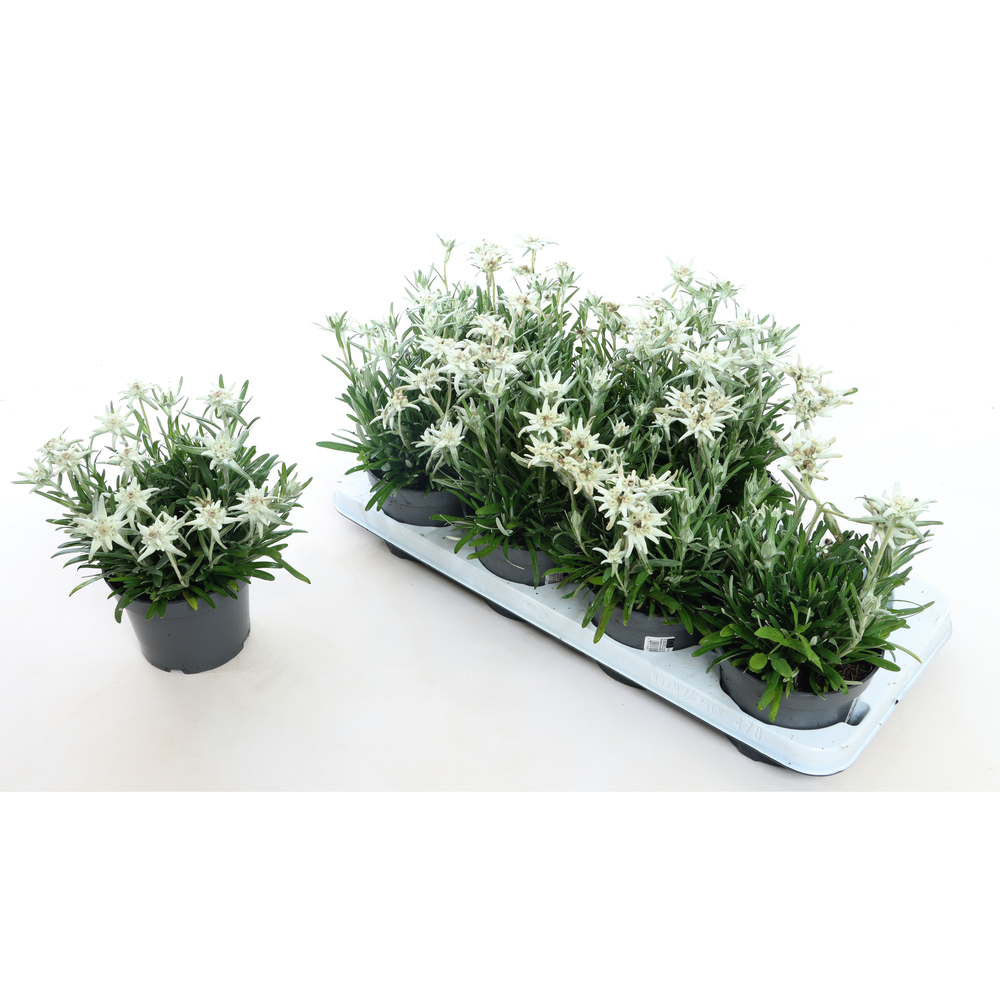 Leontopodium alpinum matterhorn