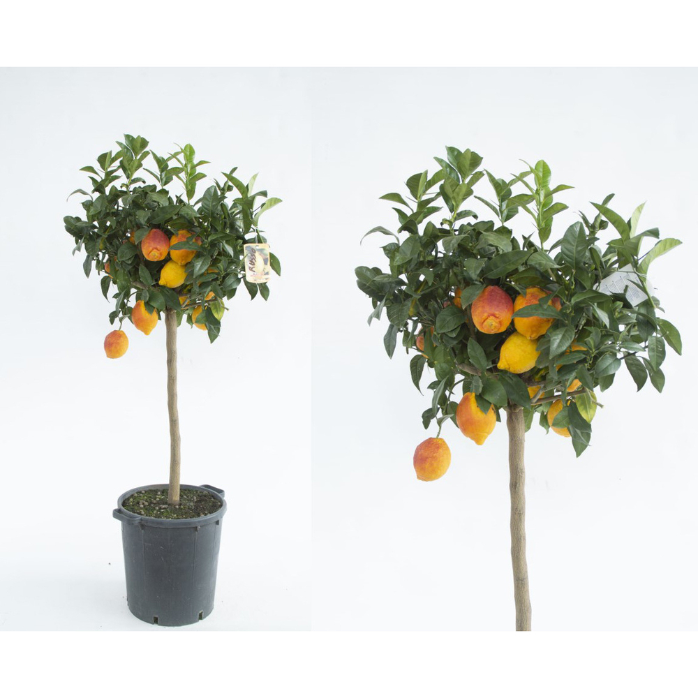 Citrus limon (zitrone) rosso