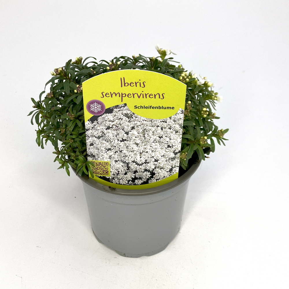 Iberis sempervirens whistler white