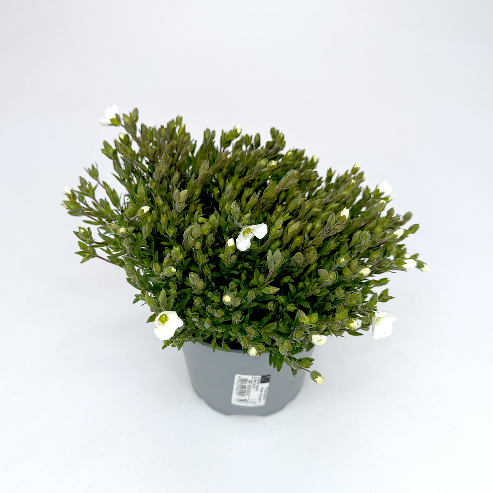 Arenaria montana blizzard compact