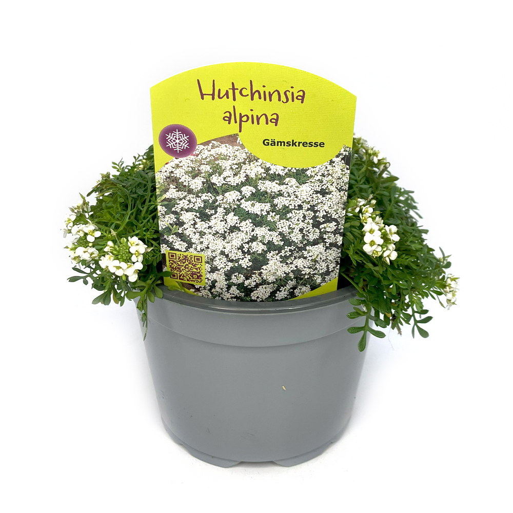 Hutchinsia alpina