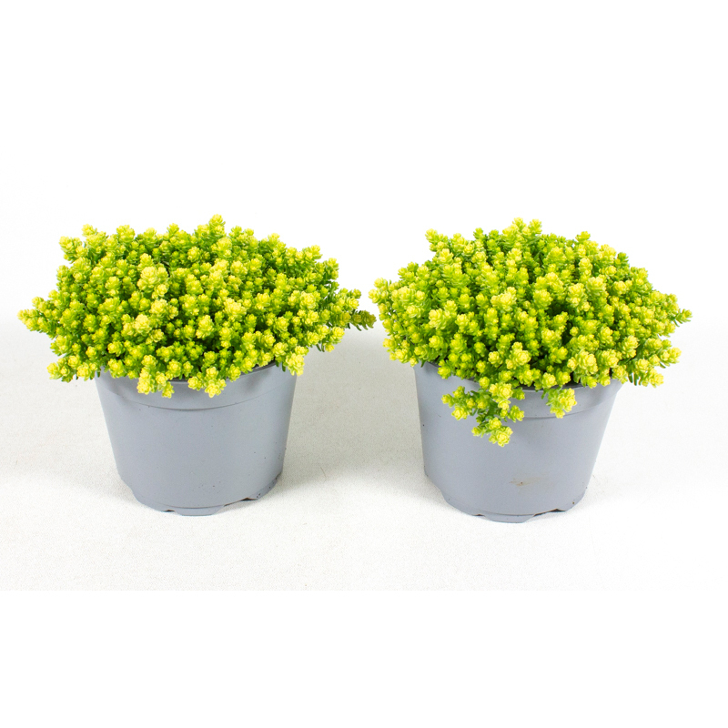 sedum acre aureum