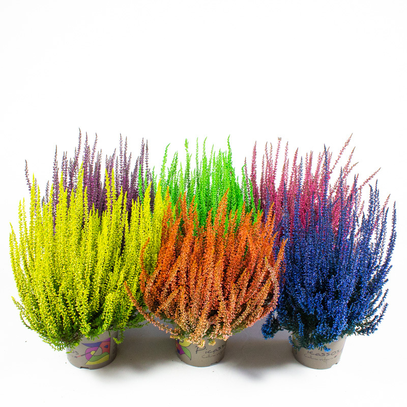 Calluna vulgaris picasso