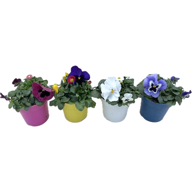 Beetpflanzen spring deluxe