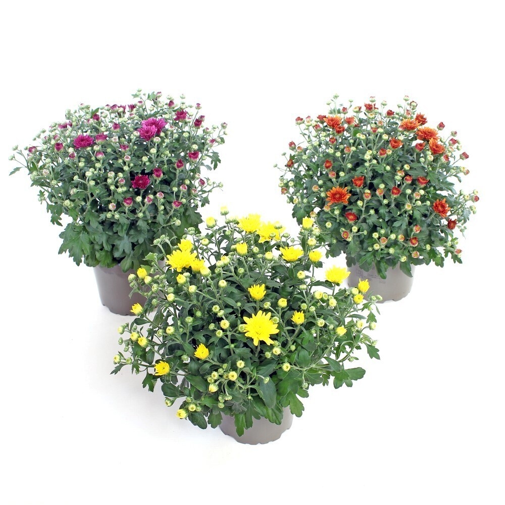 Chrysanthemum indicum garden mums