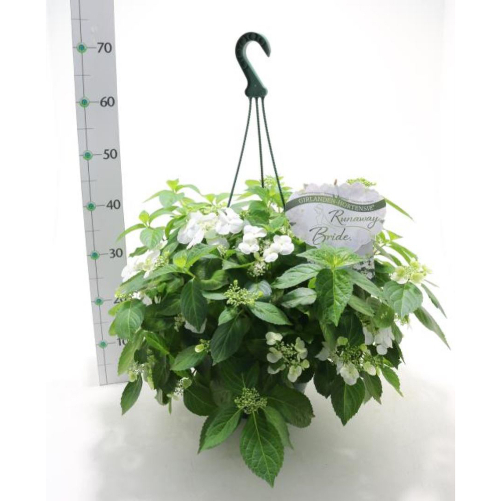 hydrangea macrophylla runaway bride