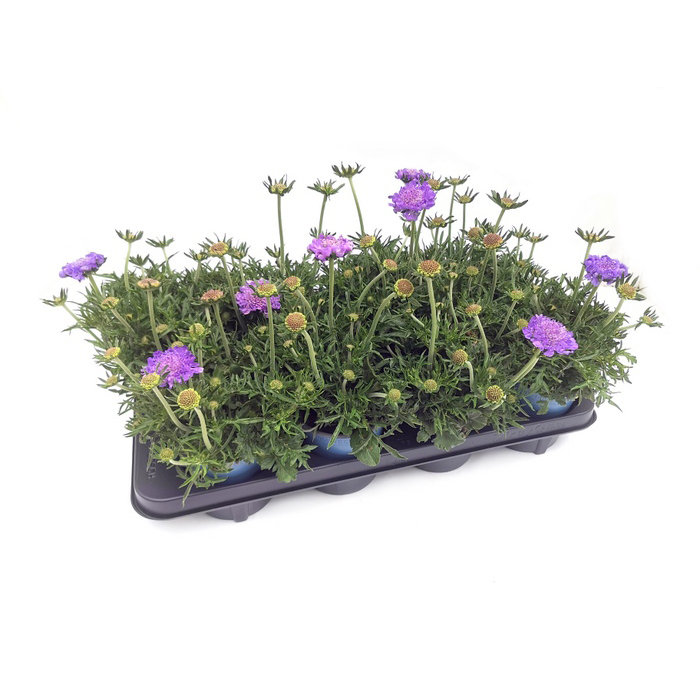 Scabiosa columbaria mariposa blue