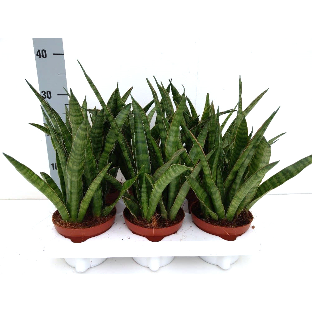Sansevieria zeylanica greenline