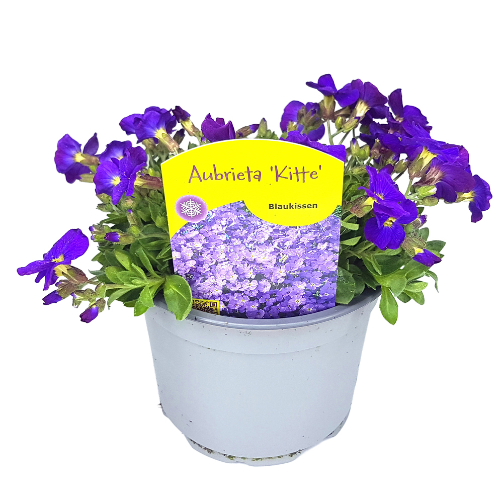 Aubrieta gracilis kitte