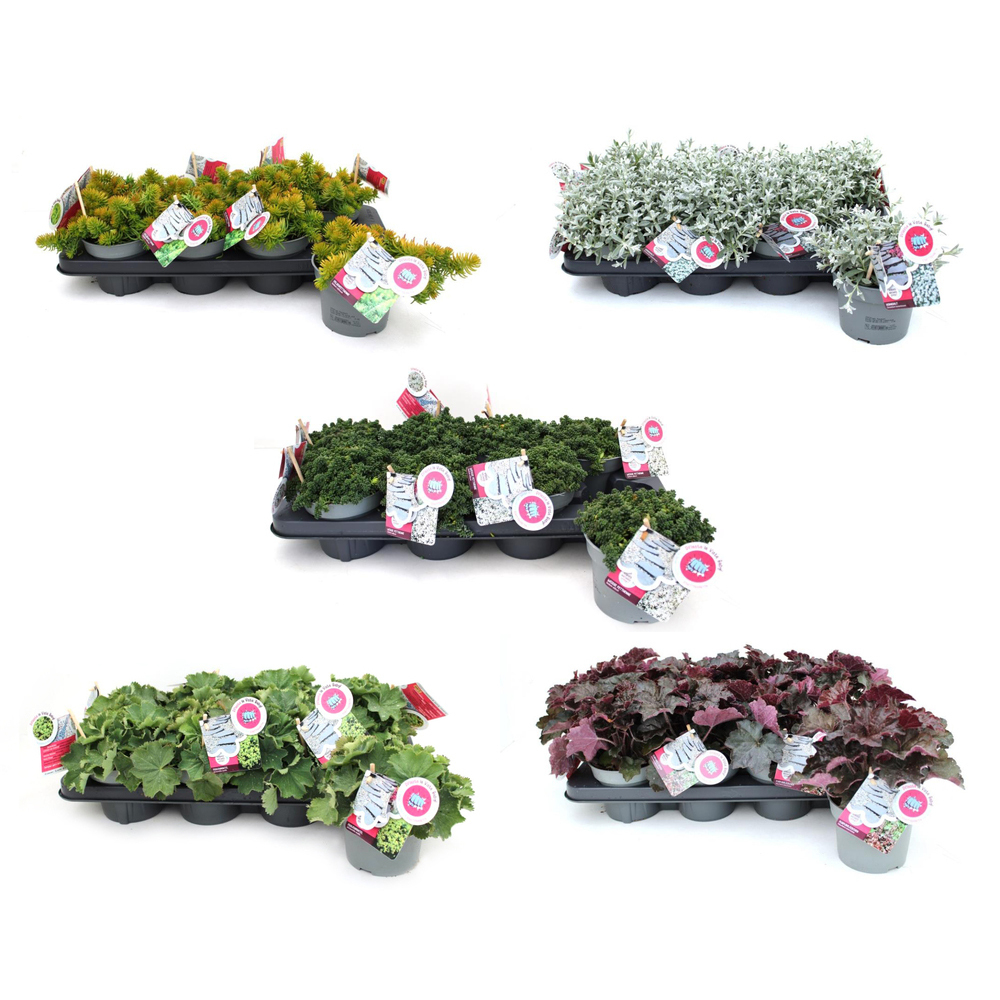 Bodendecker pflasta la vista