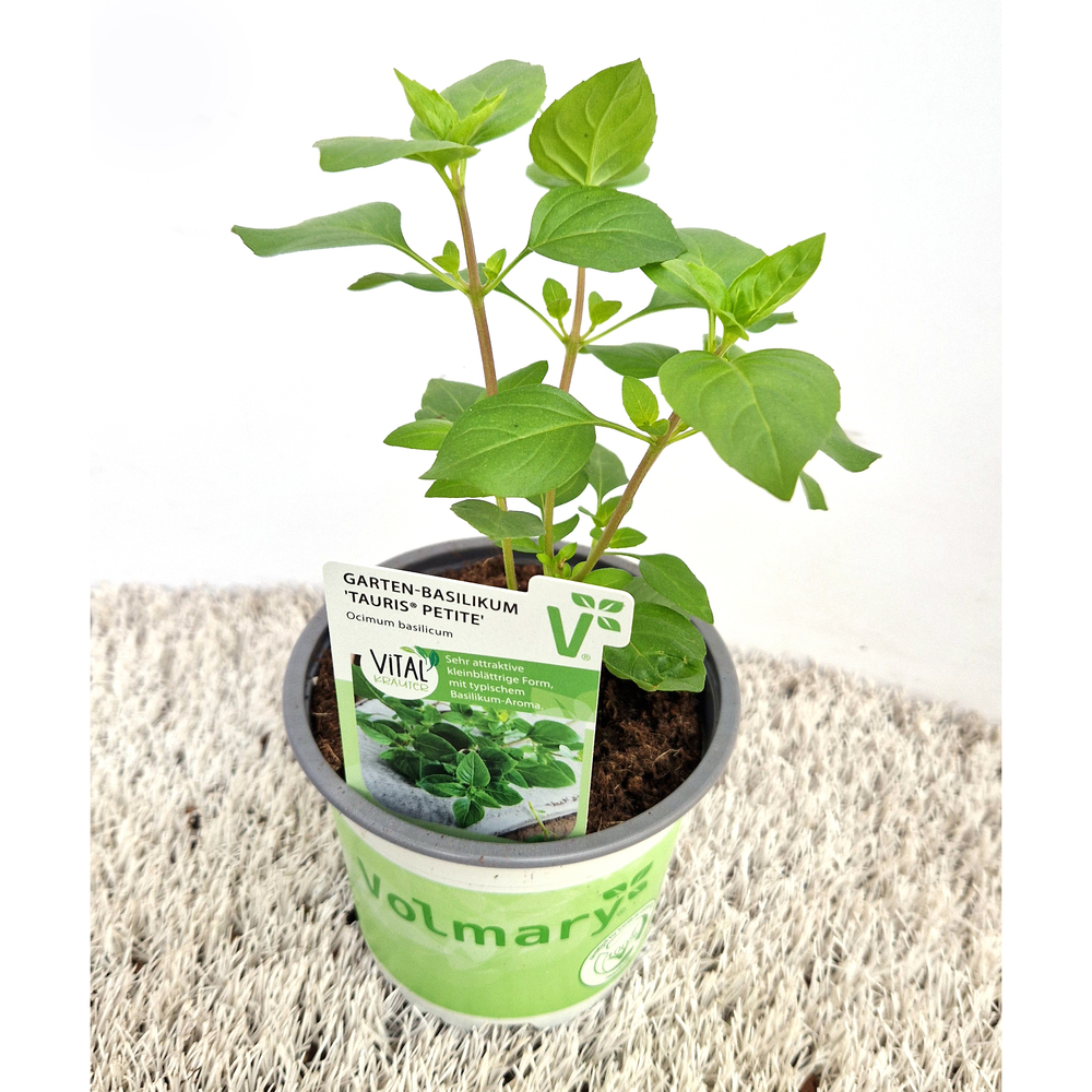 Ocimum basilicum tauris petite