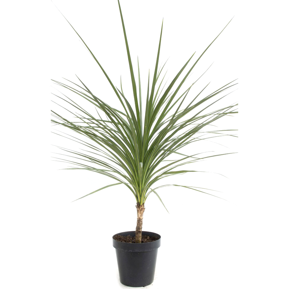 Cordyline australis
