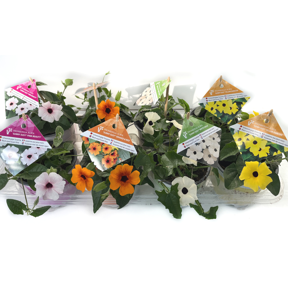 thunbergia alata sunny susy