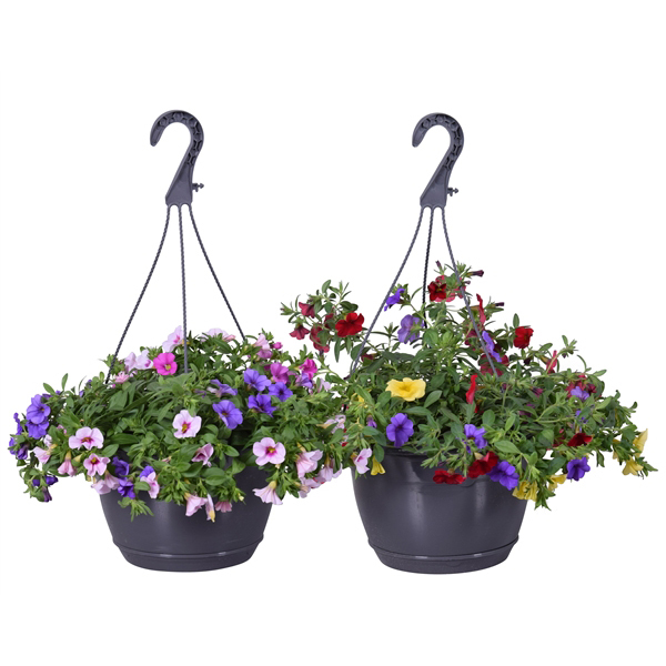 Calibrachoa cultivars karneval