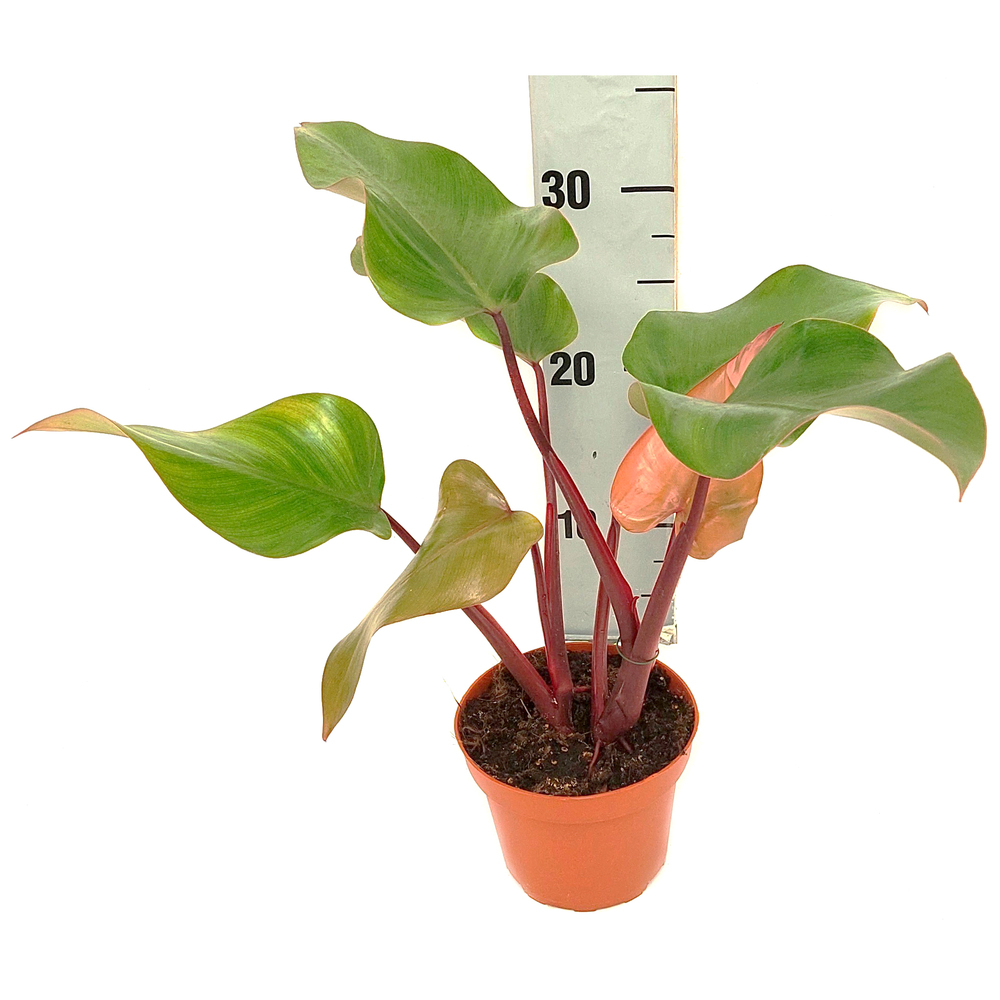 Philodendron erubescens autumn