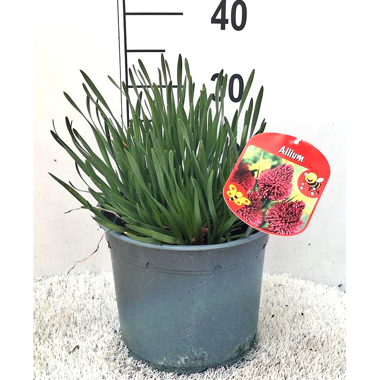 Allium senescens millenium