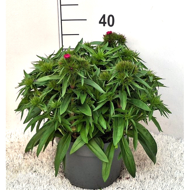 Dianthus barbarthus
