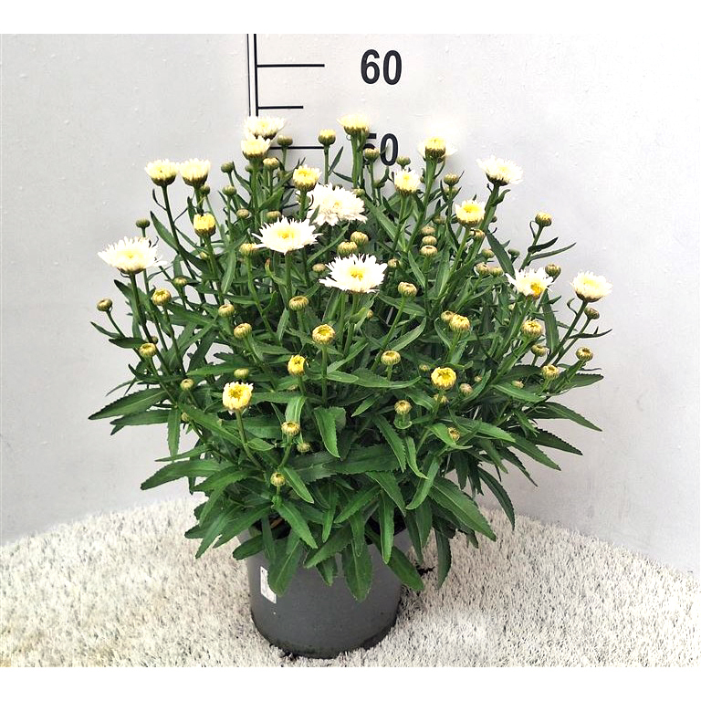 Leucanthemum maximum